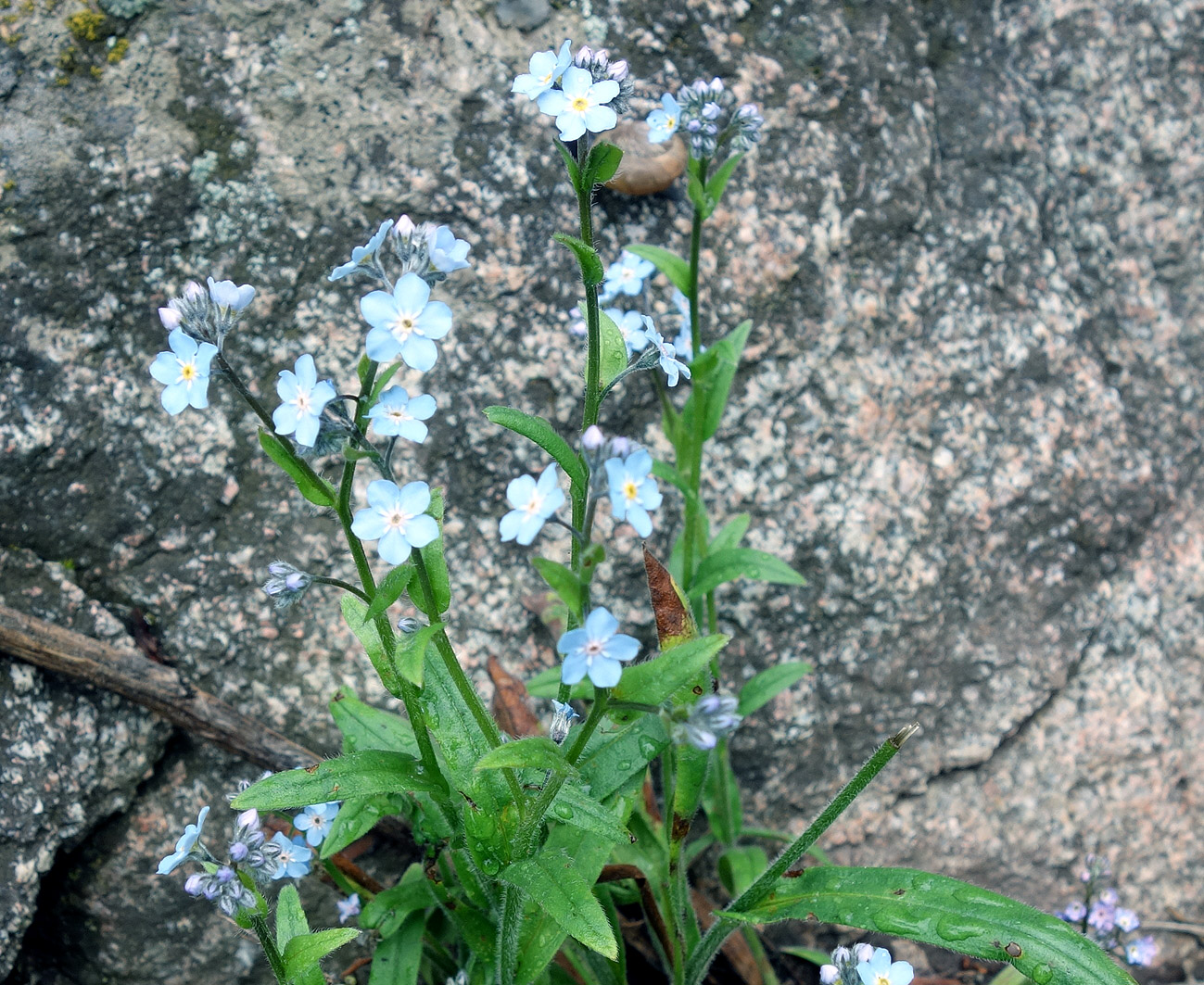 Изображение особи род Myosotis.