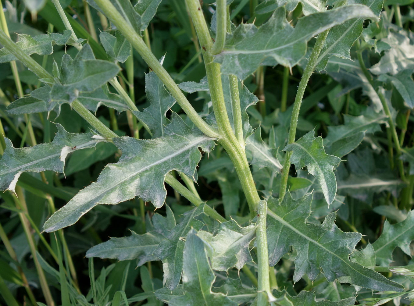 Image of Cirsium incanum specimen.