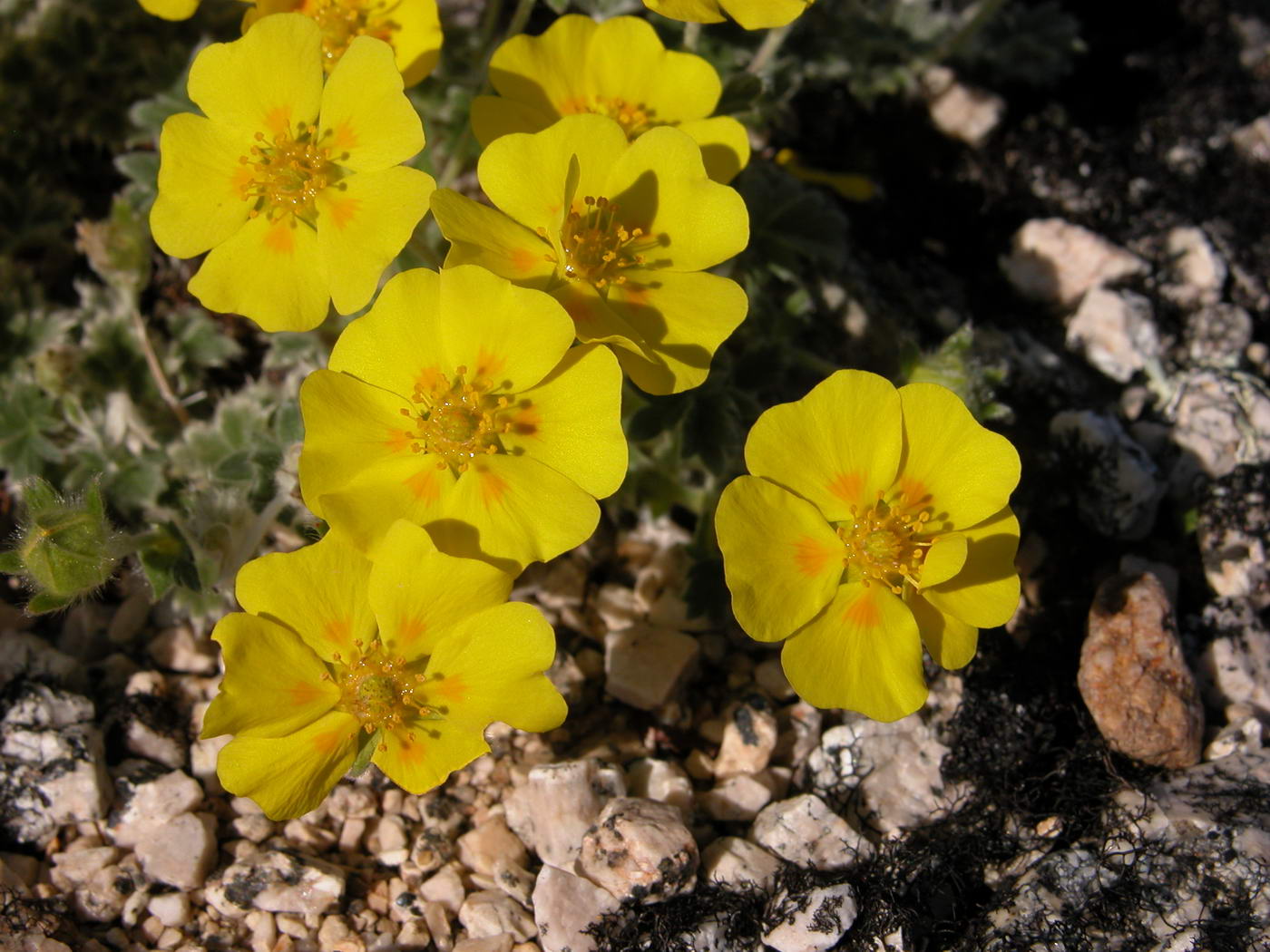 Изображение особи Potentilla uniflora.