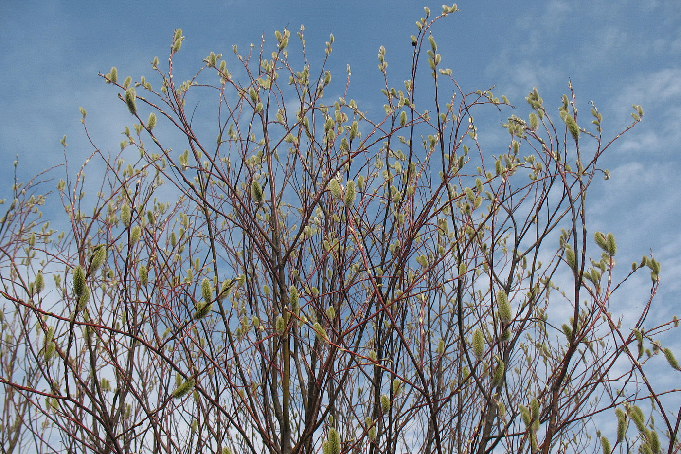 Изображение особи Salix acutifolia.