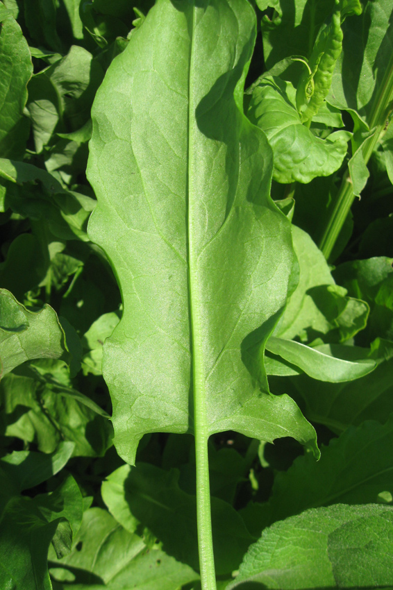 Image of Rumex acetosa specimen.