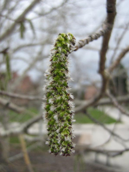 Изображение особи Populus tremuloides.