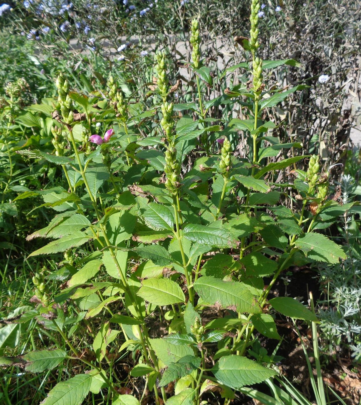 Изображение особи Chelone obliqua.