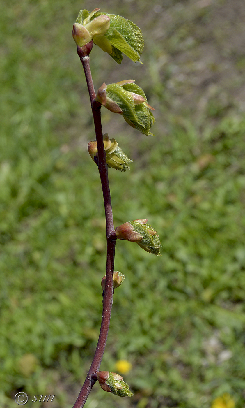 Image of Tilia platyphyllos specimen.