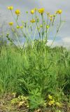 Ranunculus polyanthemos
