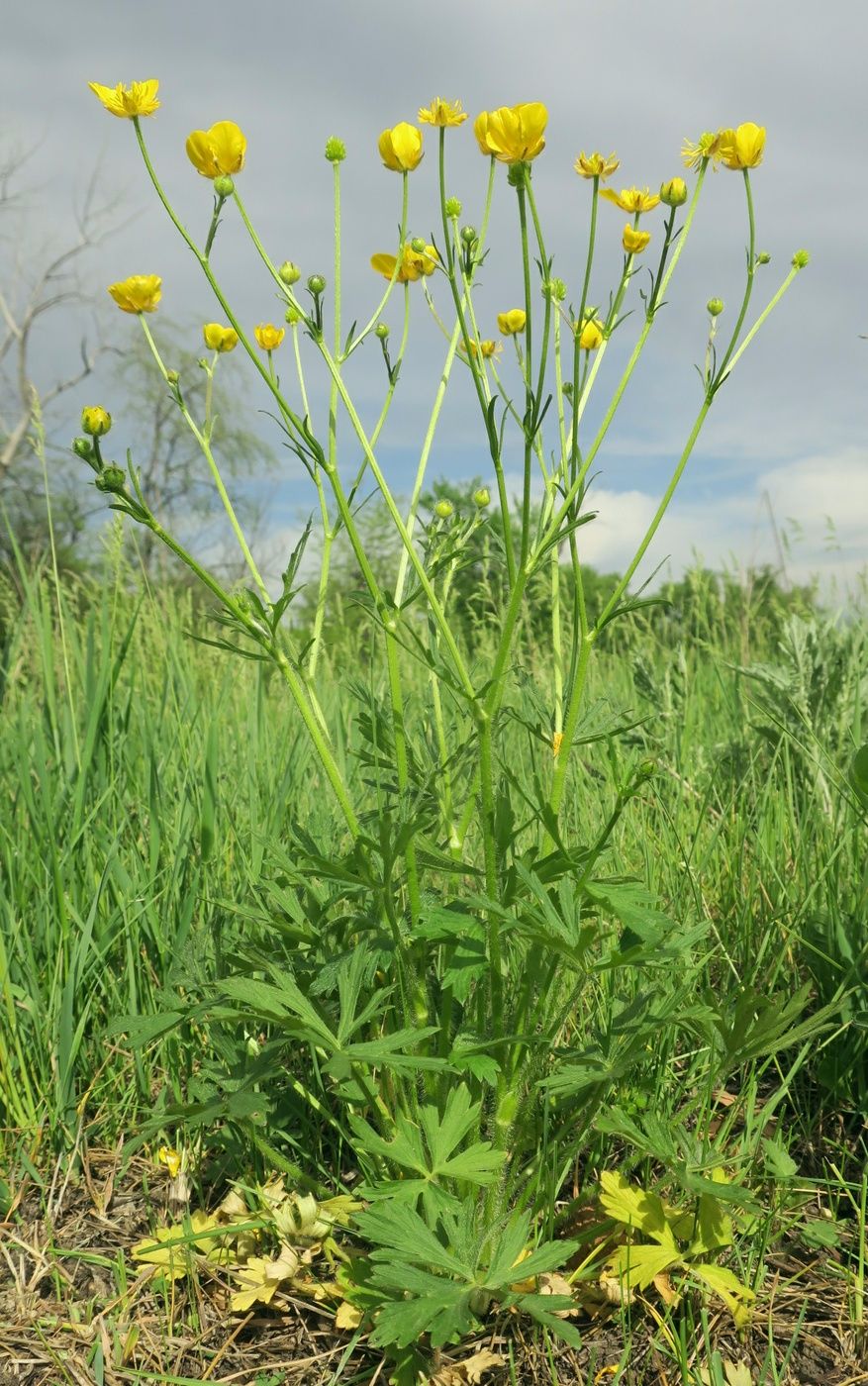 Image of Ranunculus polyanthemos specimen.