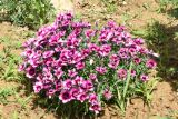 Dianthus chinensis