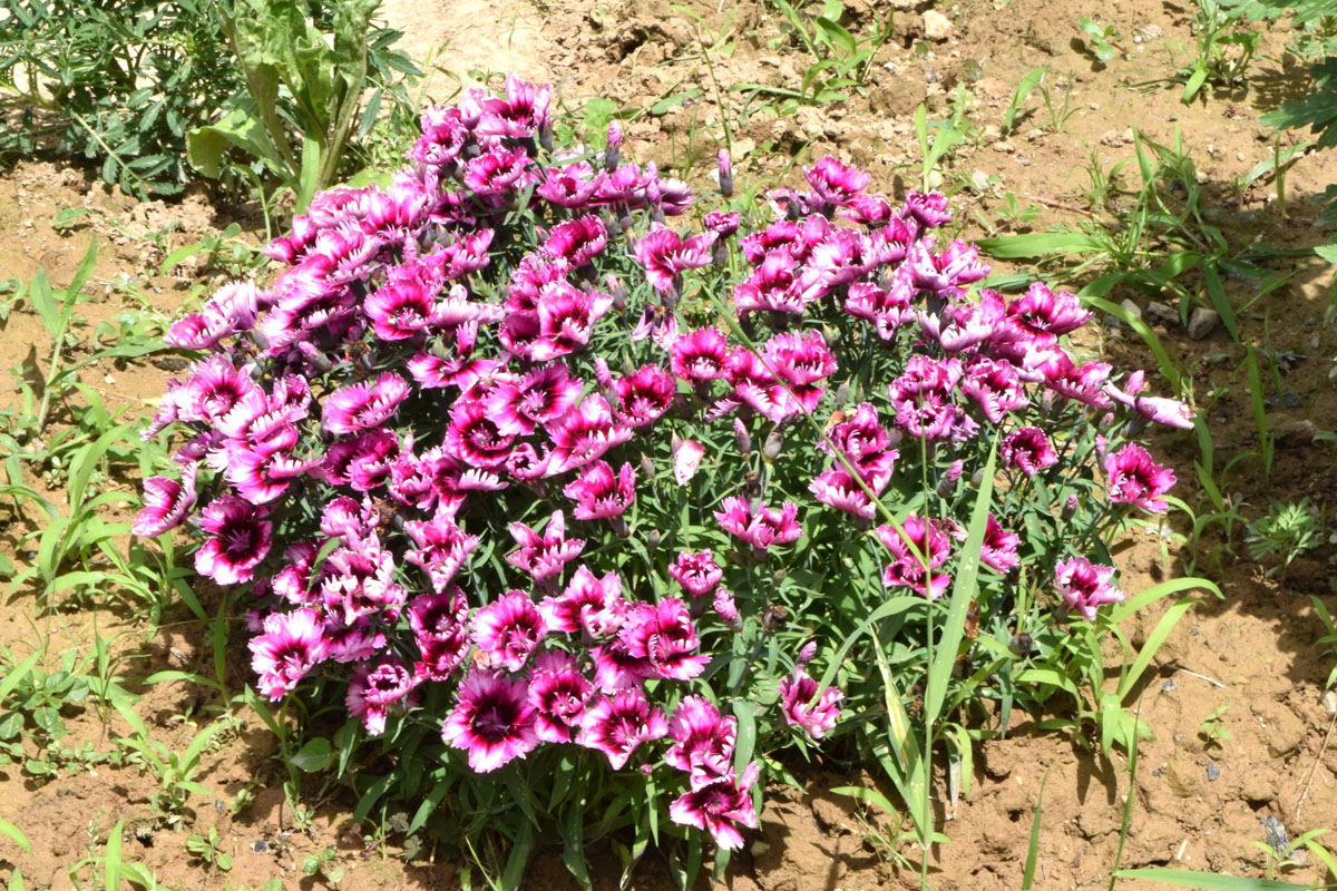 Изображение особи Dianthus chinensis.