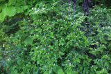Lonicera ruprechtiana