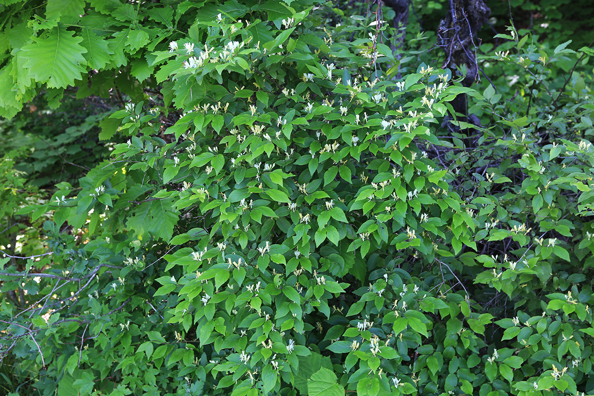 Изображение особи Lonicera ruprechtiana.