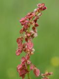 Rumex acetosa. Часть соцветия. Ленинградская обл., Лужский р-н, пойма р. Луга у дер. Кемка. 10.06.2010.