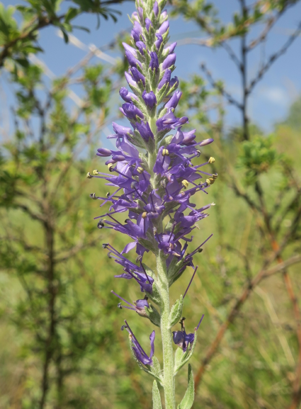 Image of Veronica incana specimen.