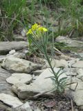 Erysimum callicarpum. Цветущее и плодоносящее растение. Краснодарский край, окр. г. Новороссийск, хр. Маркотх, каменистый берег ручья. 31.05.2020.