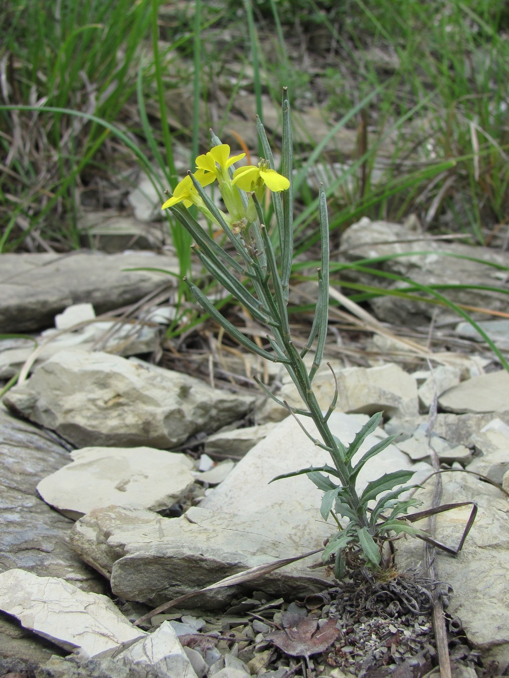 Image of Erysimum callicarpum specimen.