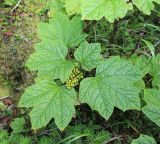 Oplopanax elatus. Листья и соплодие с созревающими плодами. Приморский край, Шкотовский р-н, хр. Большой Воробей, выс. 1230 м н.у.м., в пихтово-еловом зеленомошном лесу на северном склоне. 24.07.2020.