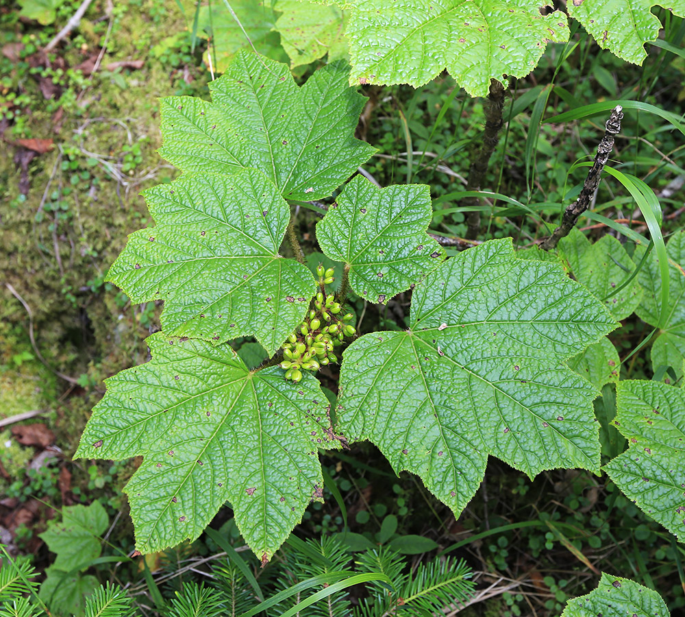 Изображение особи Oplopanax elatus.