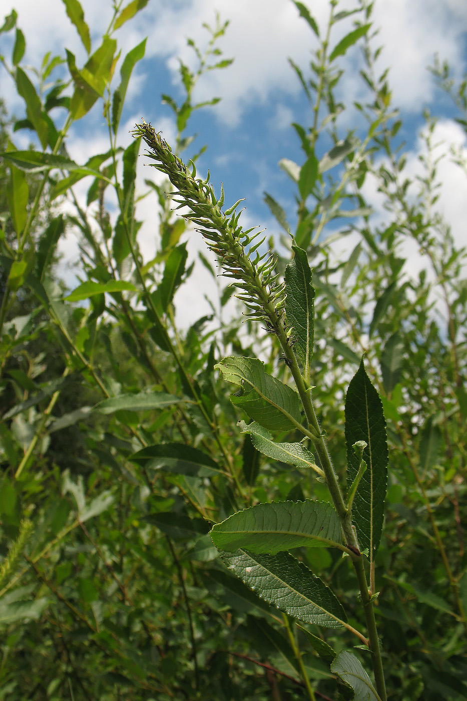 Image of Salix myrsinifolia specimen.