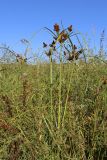 Cyperus glomeratus. Цветущие растения. Крым, Симферополь, Симферопольское водохранилище, высохшее вследствие падения уровня воды дно. 24.08.2020.