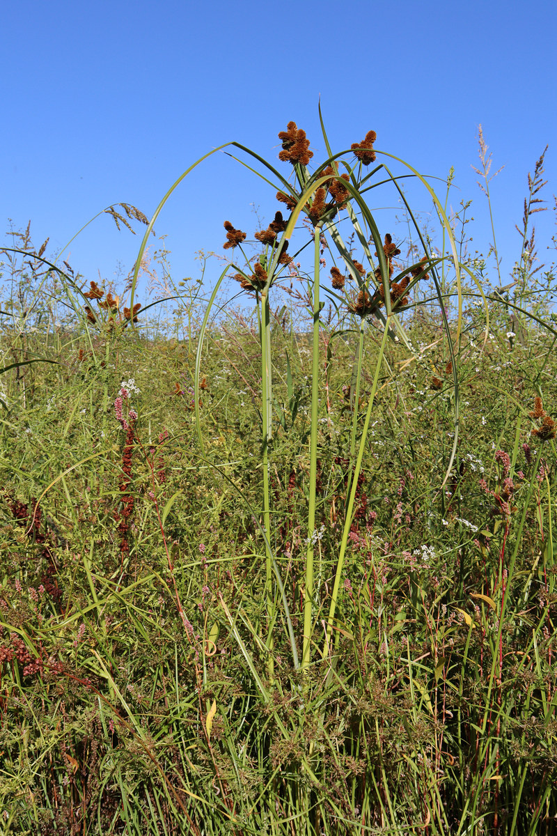 Изображение особи Cyperus glomeratus.