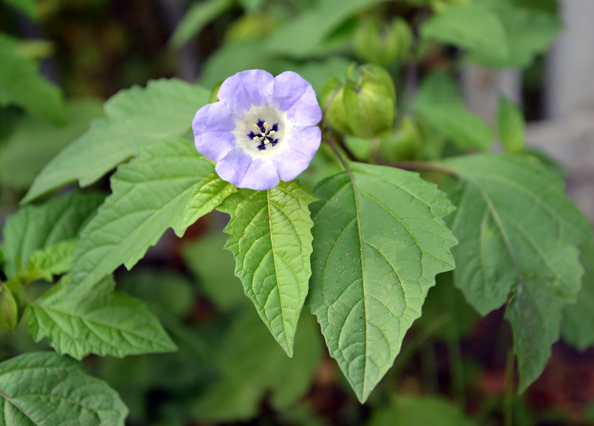 Image of Nicandra physalodes specimen.