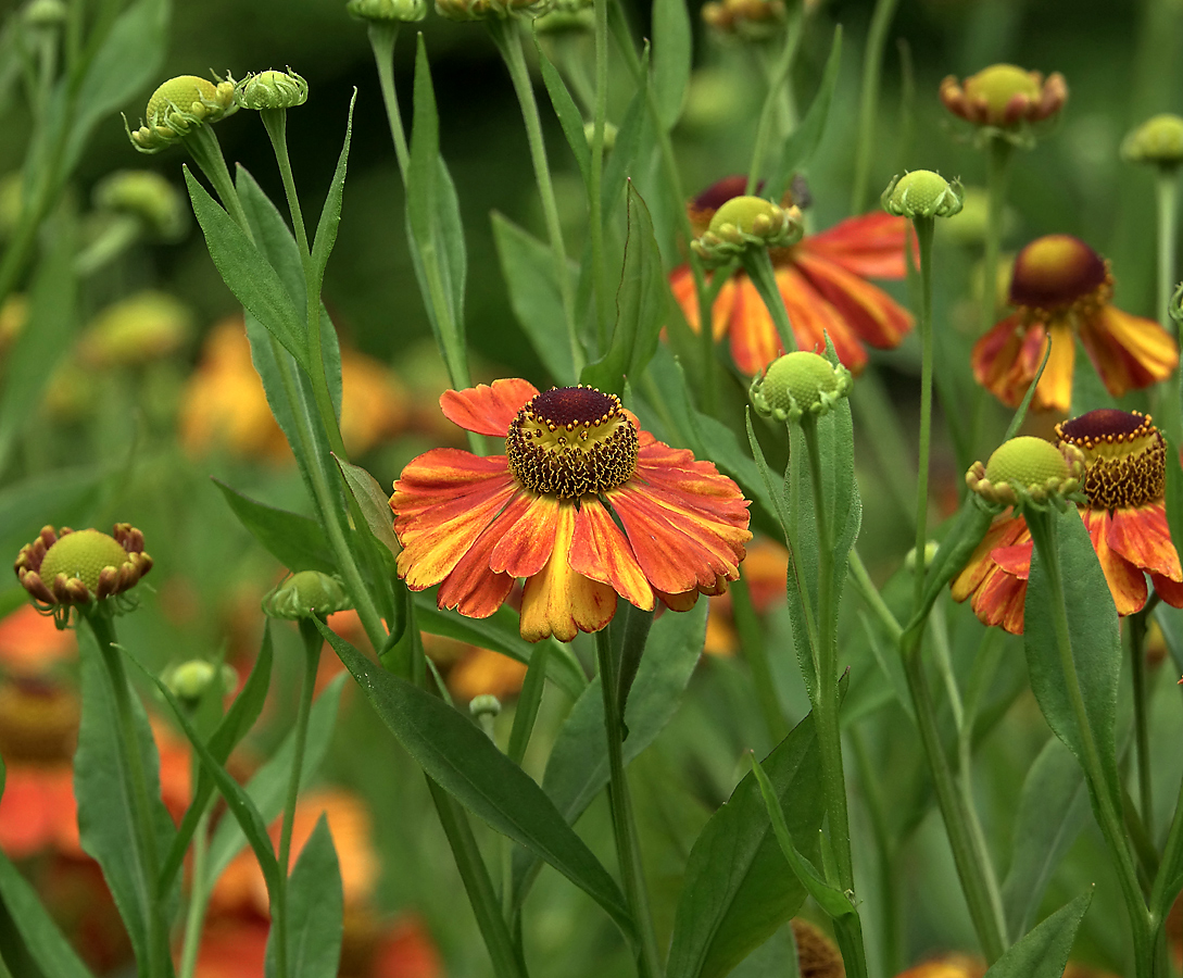 Image of Helenium autumnale specimen.