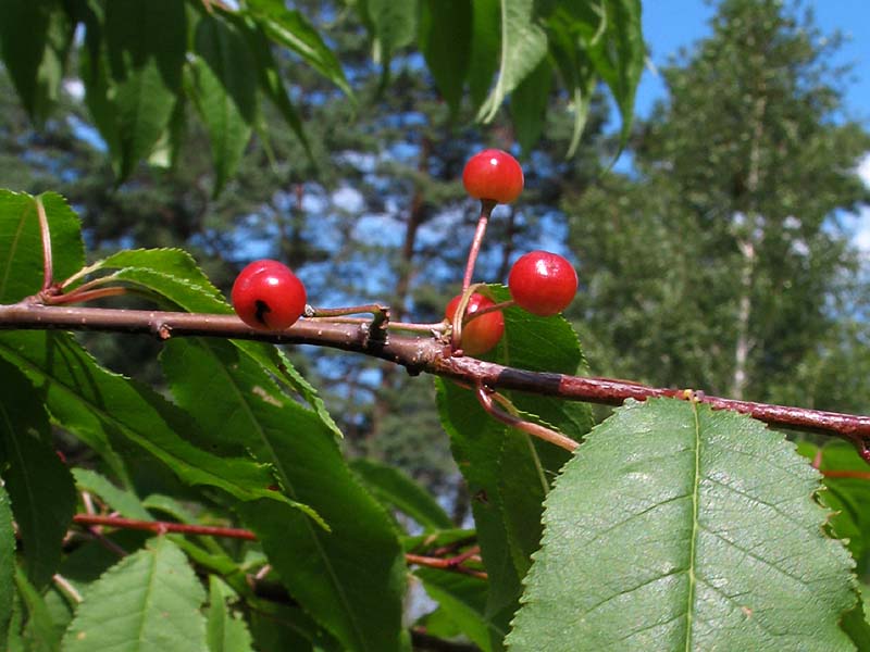 Изображение особи Cerasus pensylvanica.