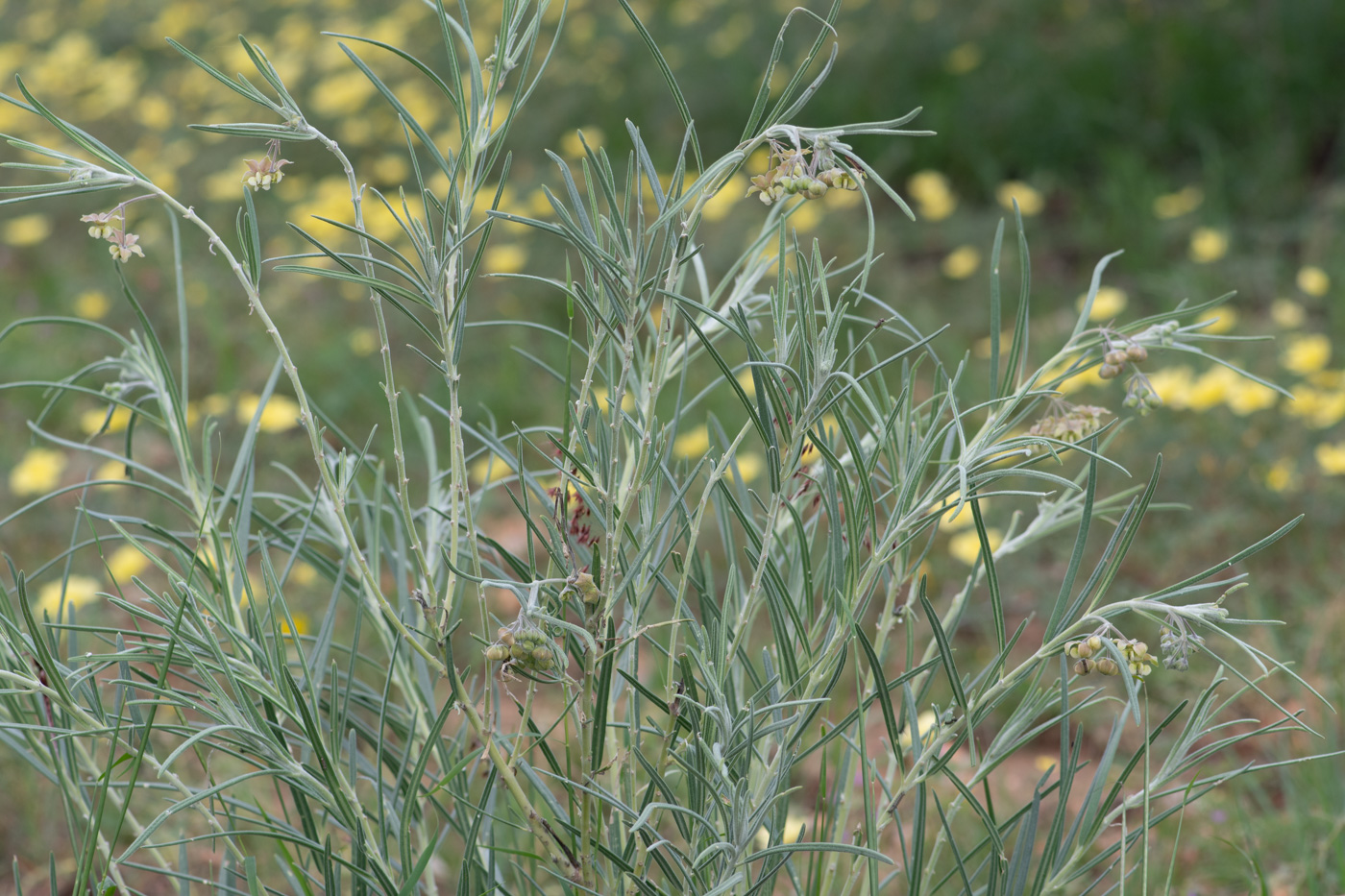 Изображение особи Gomphocarpus tomentosus.