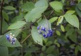 Swida obliqua