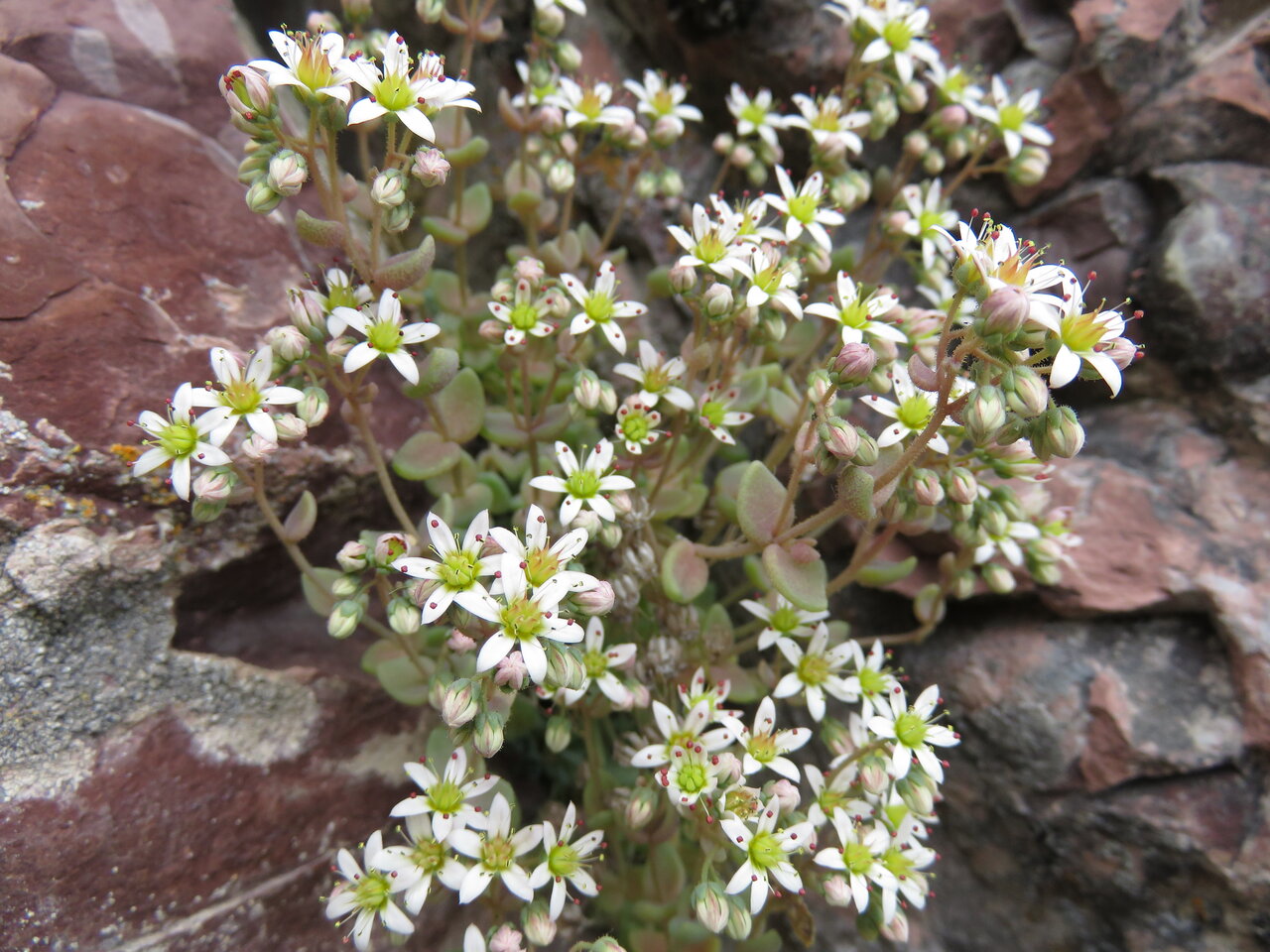 Image of Sedum dasyphyllum specimen.