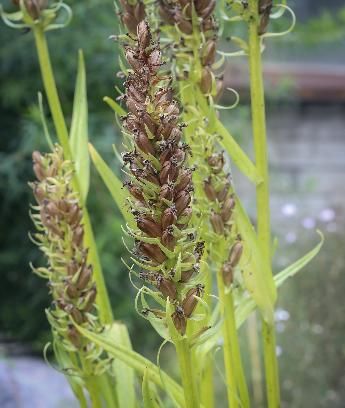 Image of Dactylorhiza urvilleana specimen.