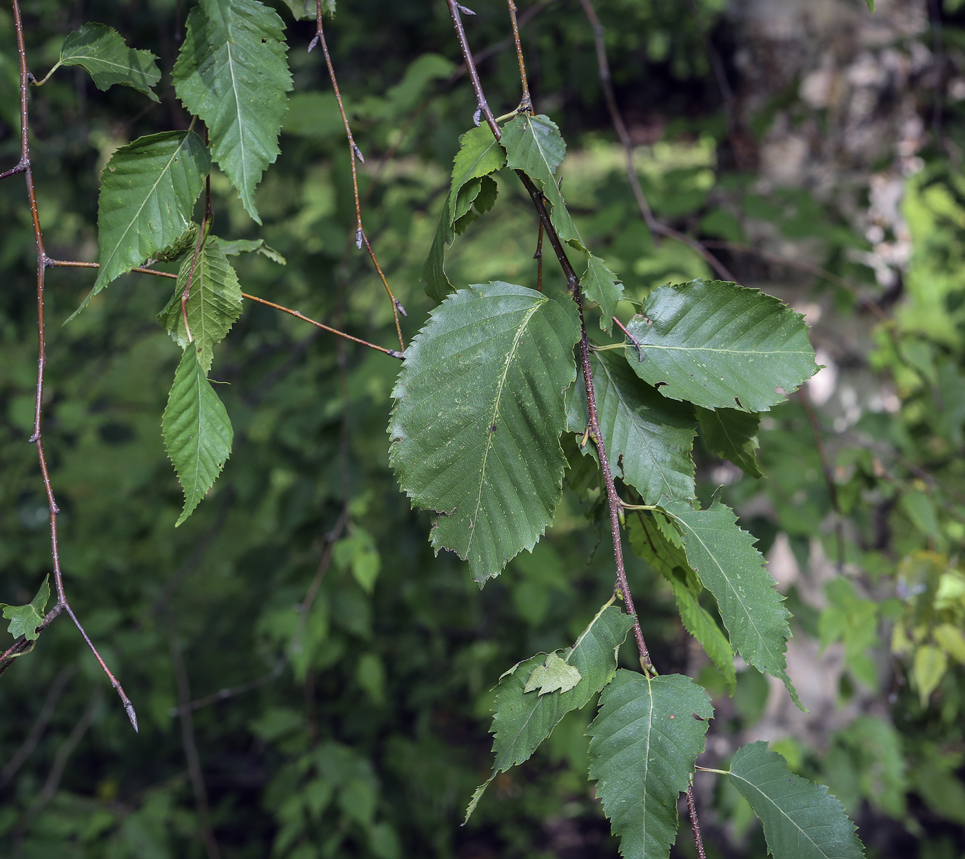 Image of Betula costata specimen.