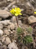 Draba lasiocarpa