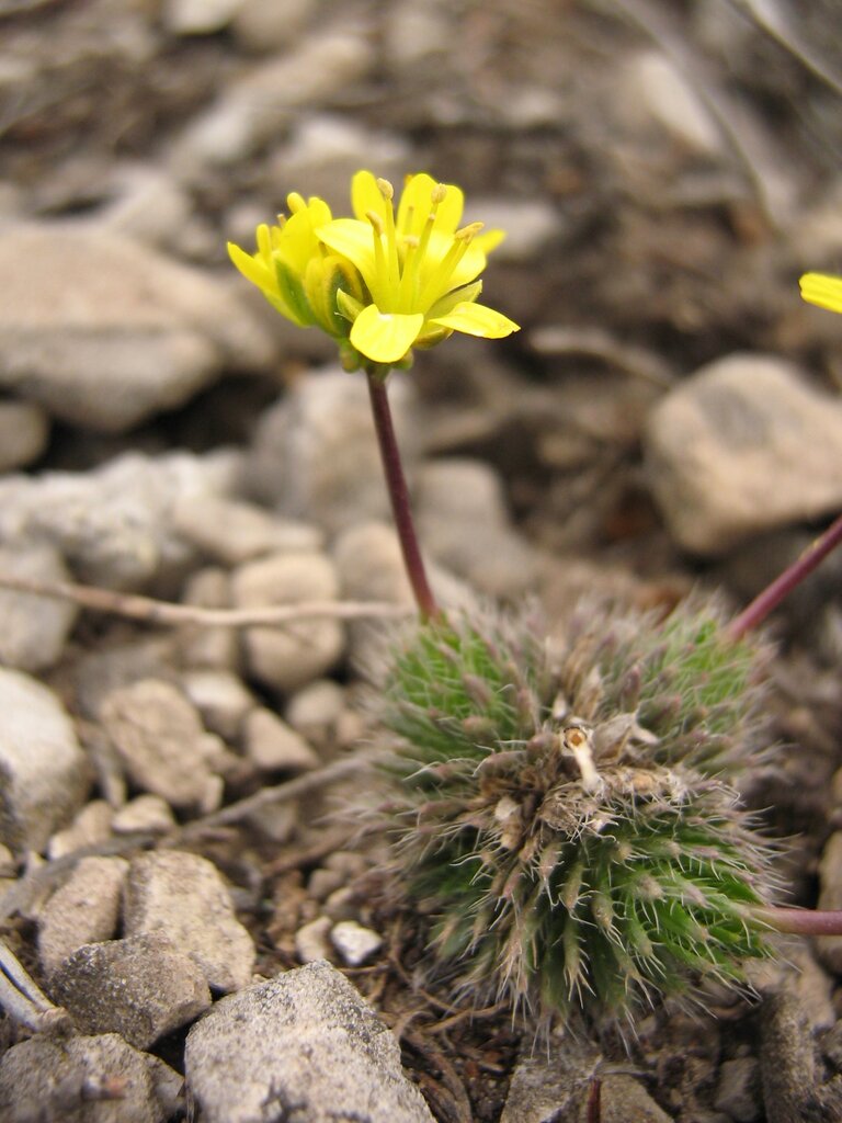 Изображение особи Draba lasiocarpa.