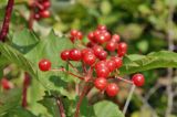 Viburnum sargentii