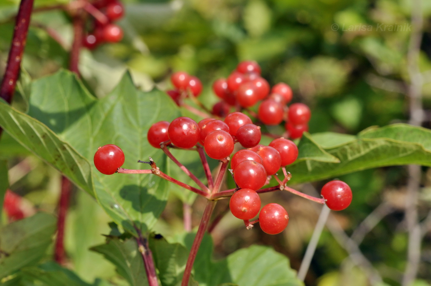 Image of Viburnum sargentii specimen.