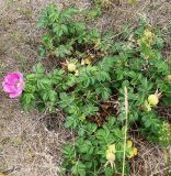 Rosa rugosa. Цветущее и плодоносящее растение на береговом валу у Японского моря. Приморский край, Ольгинский р-н, 6 км Ю-В с. Милоградово, бух. Красная Скала. 12.08.2009.