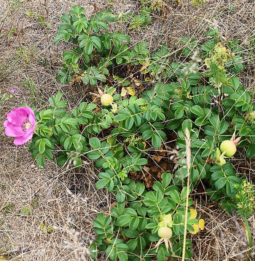 Image of Rosa rugosa specimen.