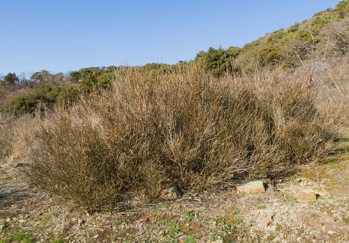 Image of Jasminum fruticans specimen.