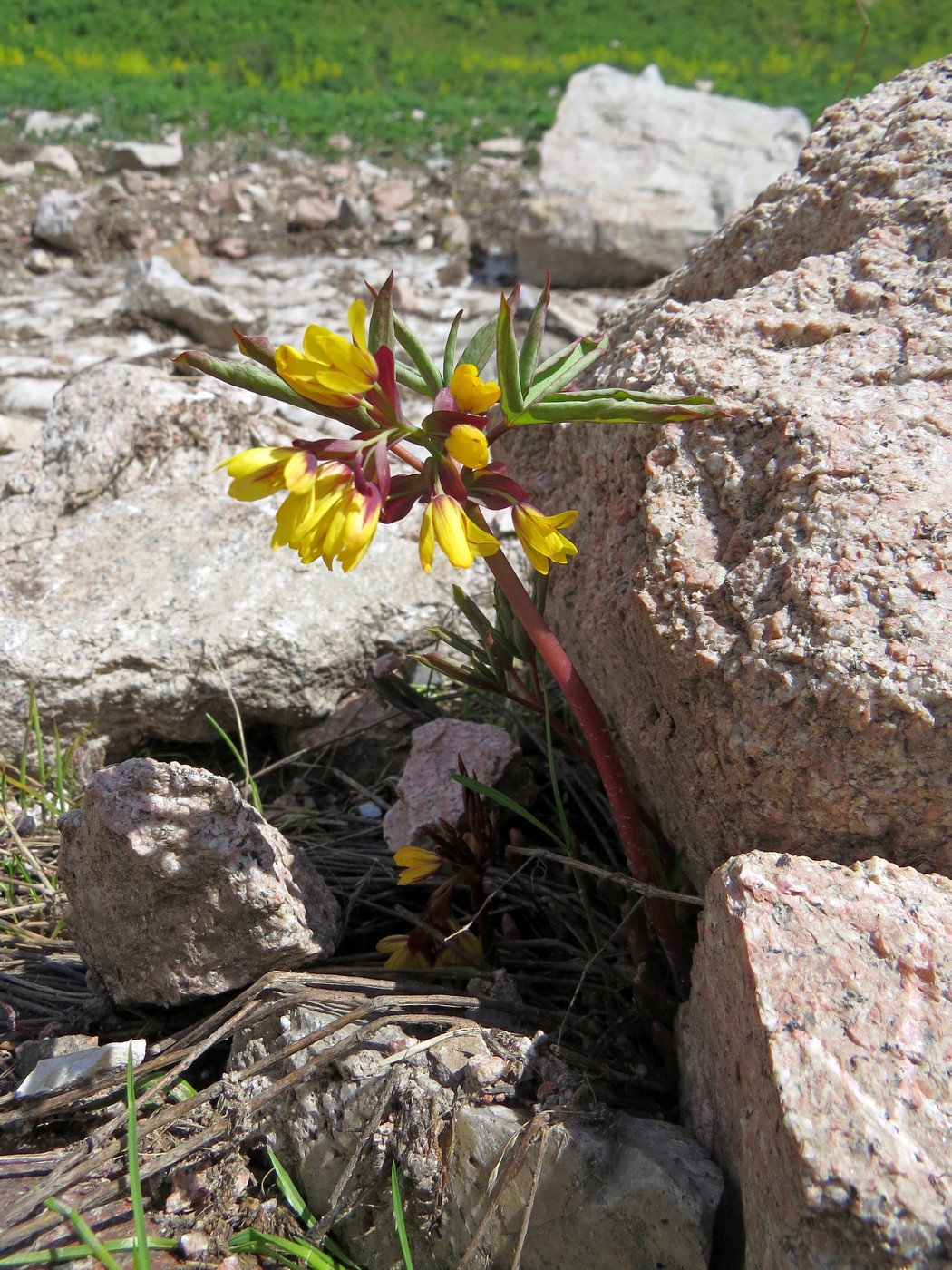 Image of Gymnospermium alberti specimen.