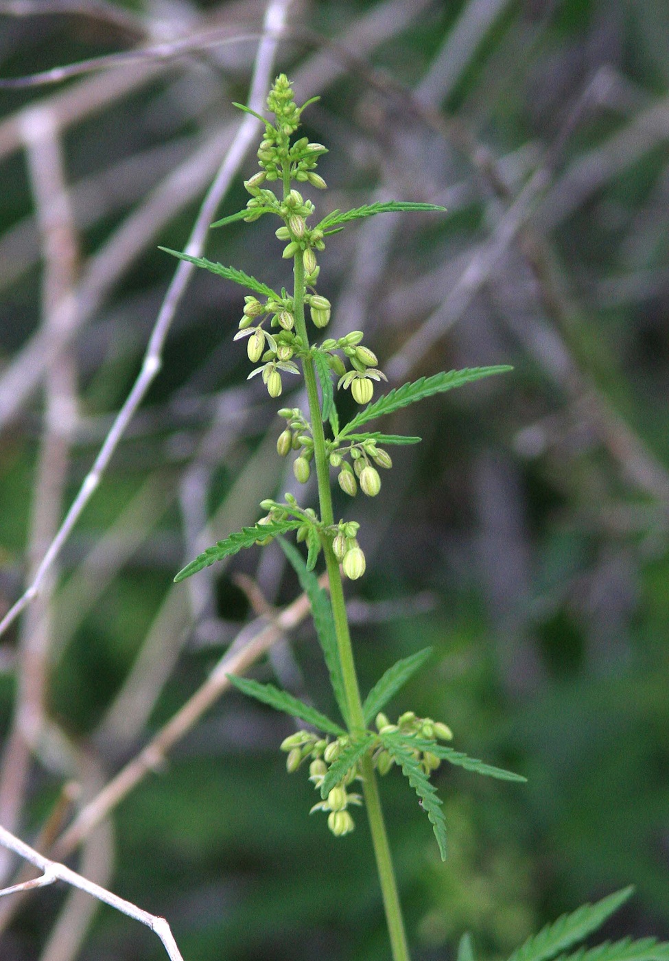 Image of Cannabis sativa var. spontanea specimen.