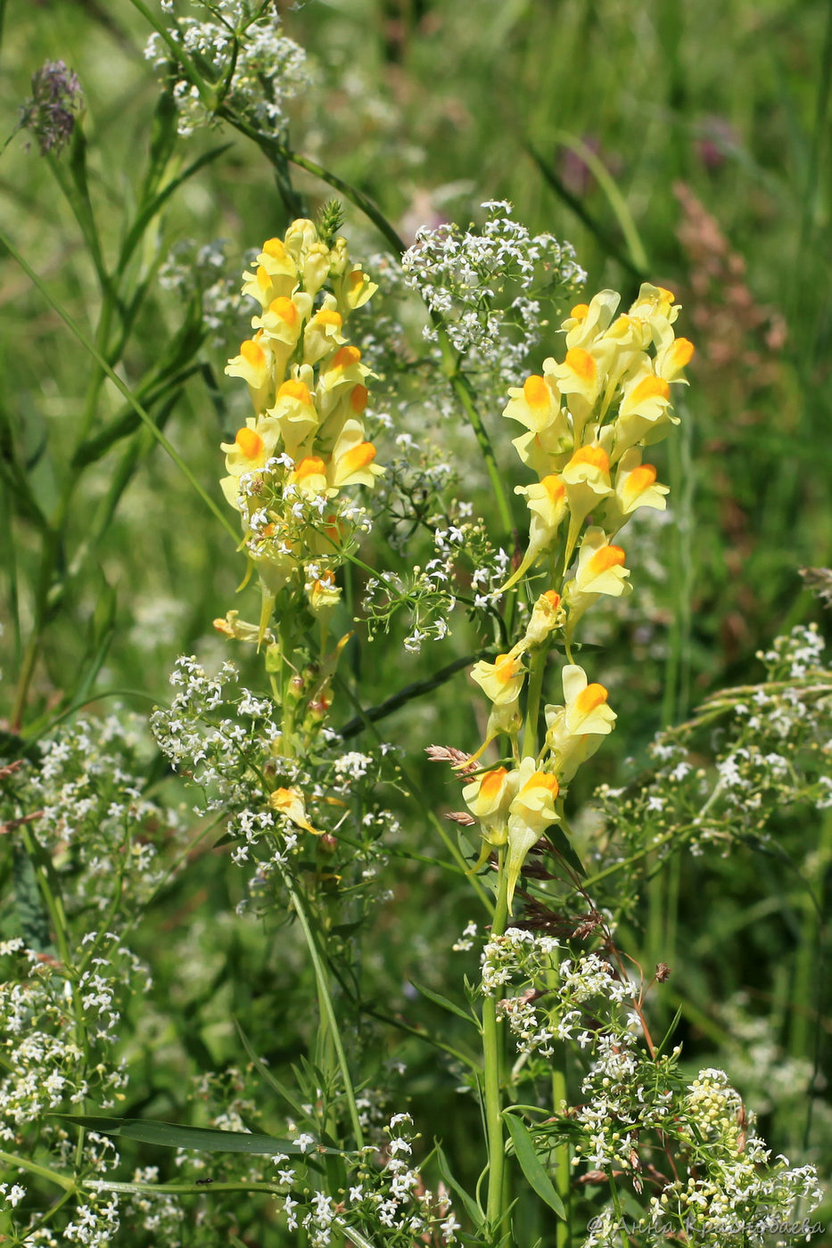 Изображение особи Linaria vulgaris.