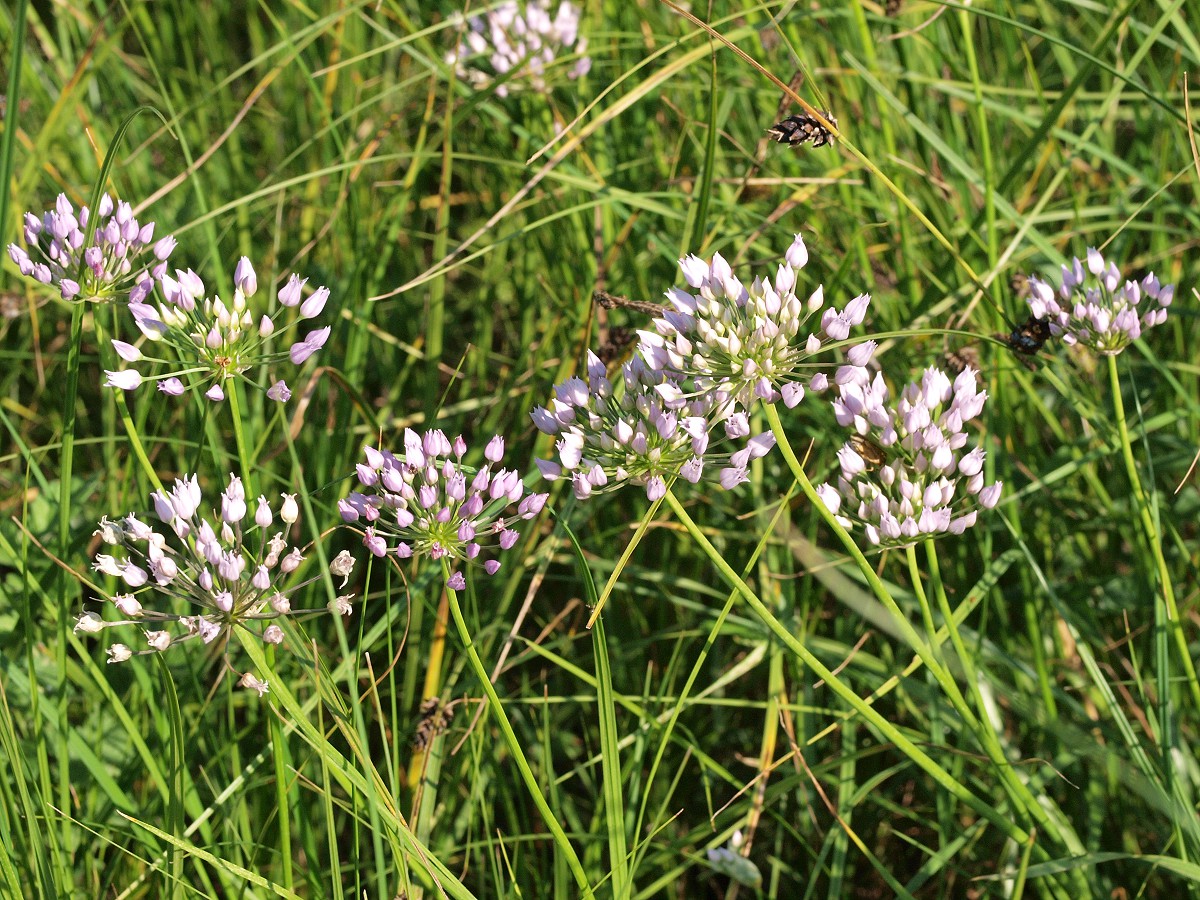 Image of Allium angulosum specimen.