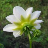 Dahlia pinnata