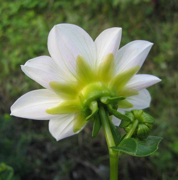 Изображение особи Dahlia pinnata.