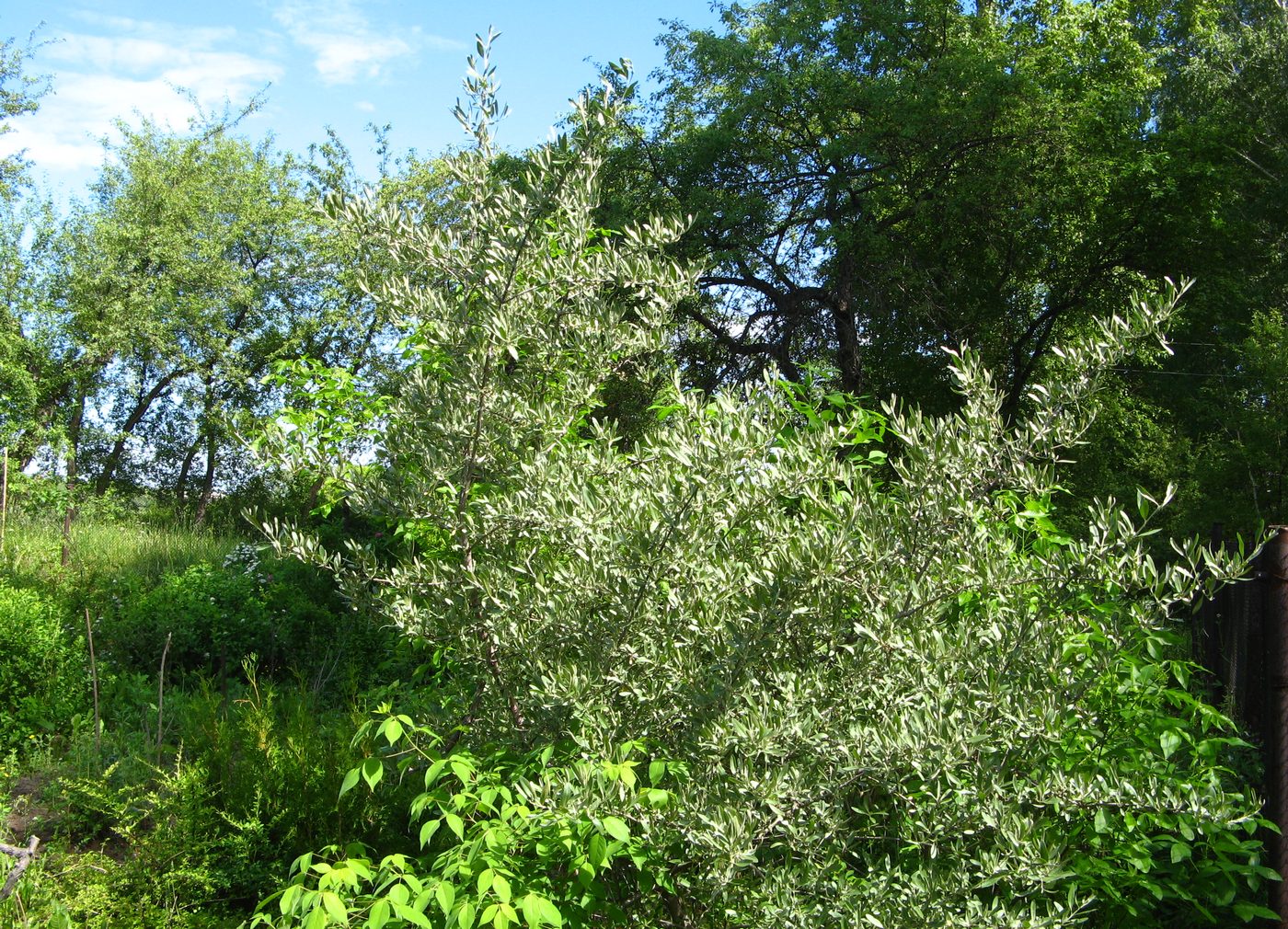 Image of Shepherdia argentea specimen.