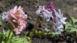 Corydalis solida