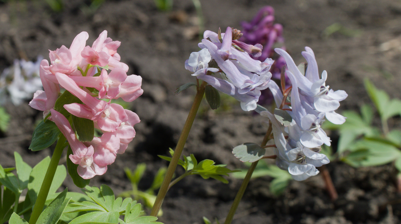 Изображение особи Corydalis solida.