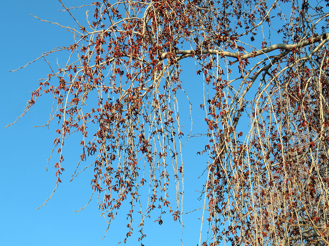 Image of Populus &times; rasumowskiana specimen.