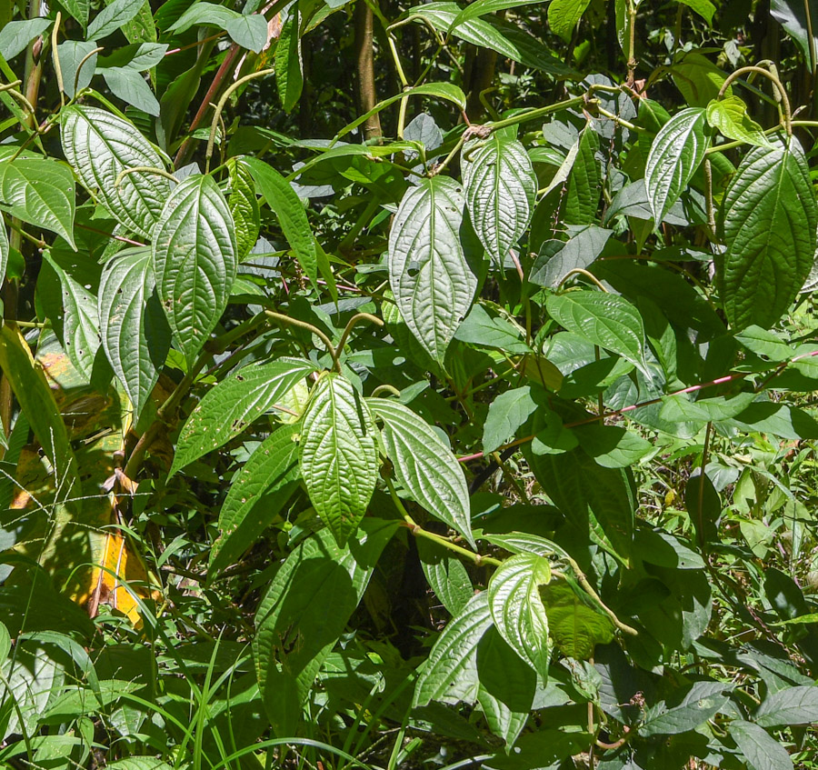 Image of genus Piper specimen.