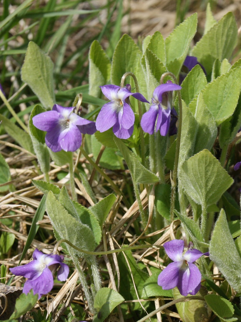 Изображение особи Viola collina.